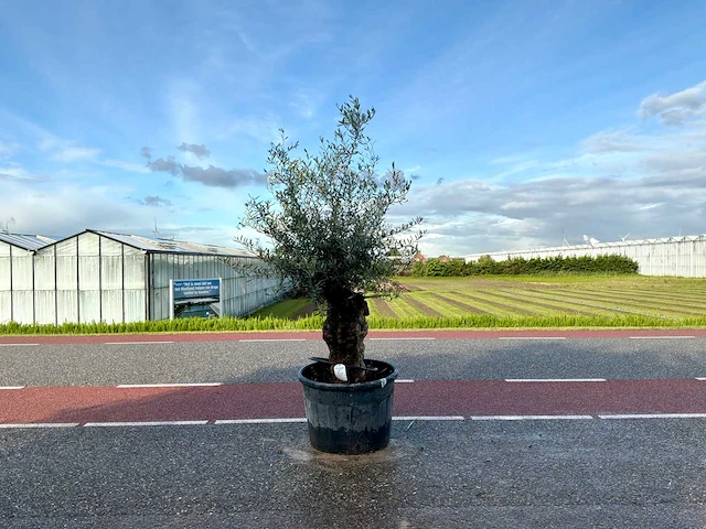 Olijfboom (olea europaea lessini) - afbeelding 1 van  1