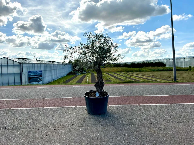 Olijfboom (olea europaea lessini) - afbeelding 1 van  1