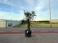 Olijfboom (olea europaea lessini)