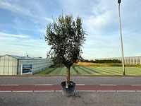 Olijfboom (olea europaea lessini)