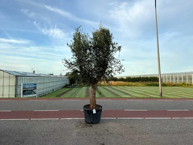 Olijfboom (olea europaea lessini) - afbeelding 1 van  1