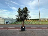 Olijfboom (olea europaea lessini)