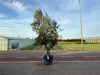 Olijfboom (olea europaea lessini)