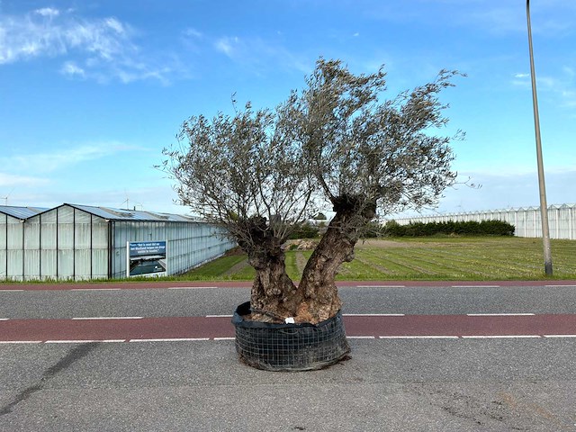 Olijfboom (olea europaea lessini) - afbeelding 1 van  1