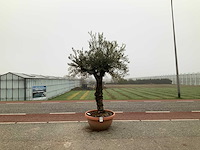 Olijfboom (olea europaea lessini) - afbeelding 1 van  1