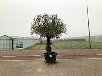 Olijfboom (olea europaea lessini) - afbeelding 1 van  1