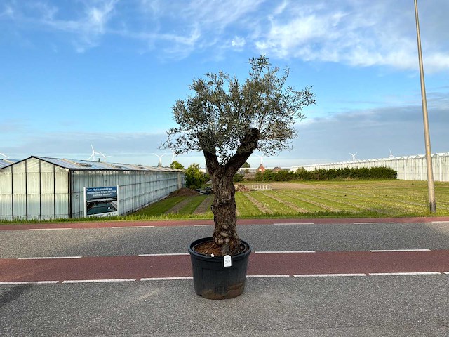 Olijfboom (olea europaea lessini) - afbeelding 1 van  1