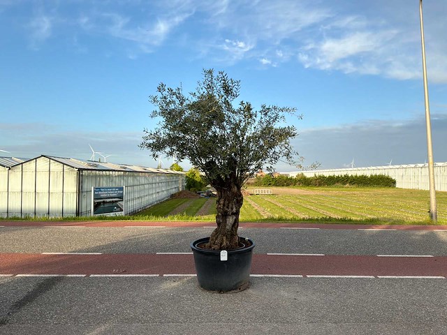 Olijfboom (olea europaea lessini) - afbeelding 1 van  1