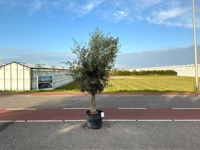 Olijfboom (olea europaea lessini) - afbeelding 1 van  1