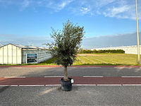 Olijfboom (olea europaea lessini) - afbeelding 1 van  1