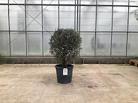 Olijfboom (olea europaea lessini) - afbeelding 1 van  1