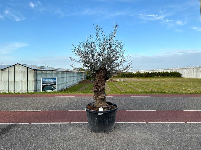 Olijfboom (olea europaea lessini) - afbeelding 1 van  1
