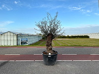Olijfboom (olea europaea lessini) - afbeelding 1 van  1