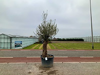 Olijfboom (olea europaea lessini) - afbeelding 1 van  1