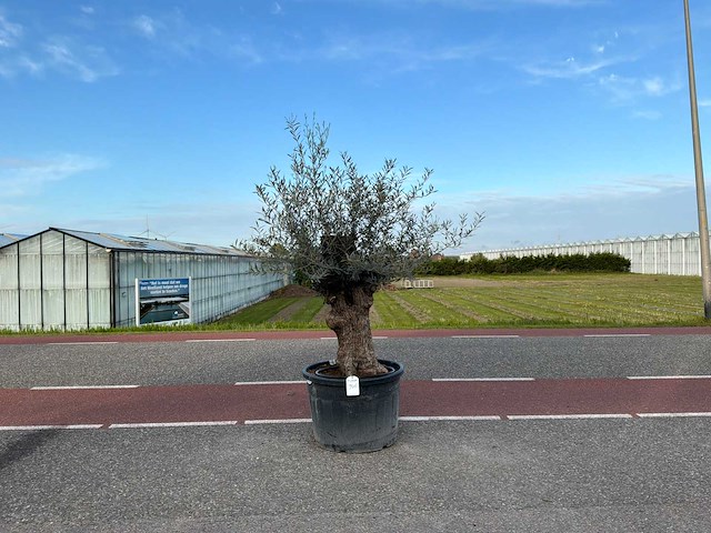 Olijfboom (olea europaea lessini) - afbeelding 1 van  1