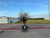 Olijfboom (olea europaea lessini) - afbeelding 1 van  1