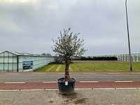 Olijfboom (olea europaea lessini) - afbeelding 1 van  1