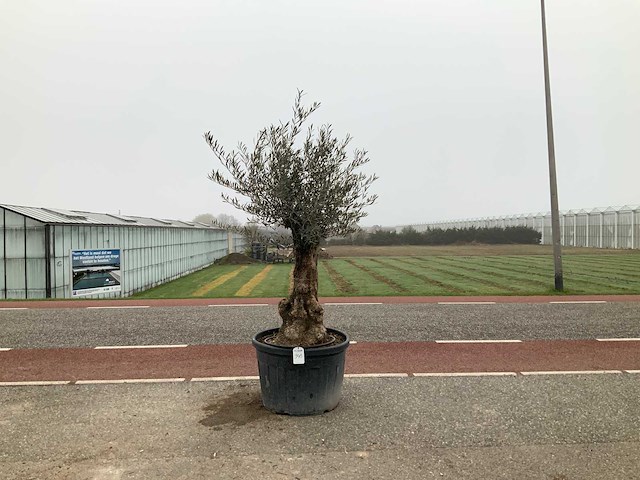 Olijfboom (olea europaea lessini) - afbeelding 1 van  1
