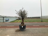Olijfboom (olea europaea lessini) - afbeelding 1 van  1