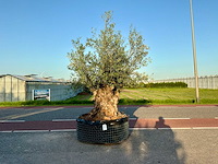 Olijfboom (olea europaea lessini) - afbeelding 1 van  1