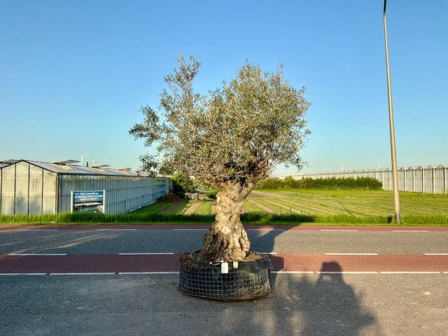 Olijfboom (olea europaea lessini) - afbeelding 1 van  1