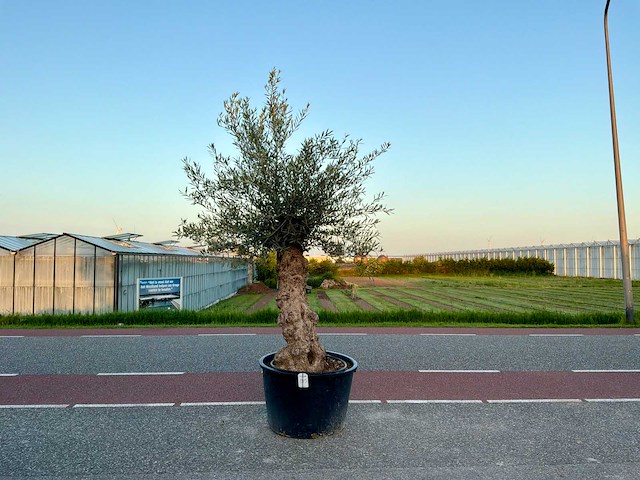 Olijfboom (olea europaea lessini) - afbeelding 1 van  1