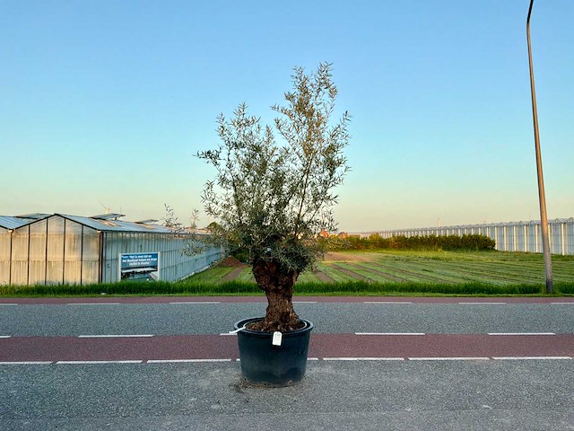 Olijfboom (olea europaea lessini) - afbeelding 1 van  1