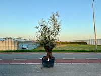 Olijfboom (olea europaea lessini) - afbeelding 1 van  1