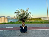 Olijfboom (olea europaea lessini) - afbeelding 1 van  1