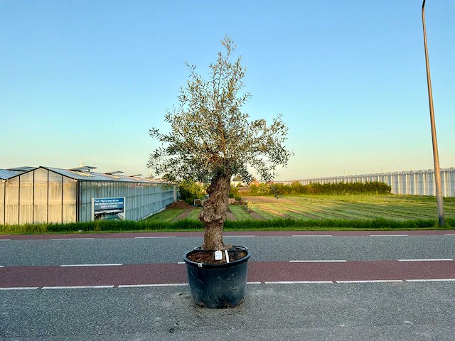 Olijfboom (olea europaea lessini) - afbeelding 1 van  1
