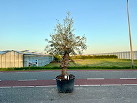 Olijfboom (olea europaea lessini) - afbeelding 1 van  1