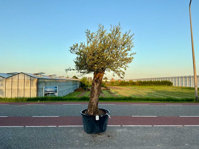 Olijfboom (olea europaea lessini) - afbeelding 1 van  1