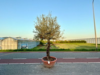 Olijfboom (olea europaea lessini) - afbeelding 1 van  1