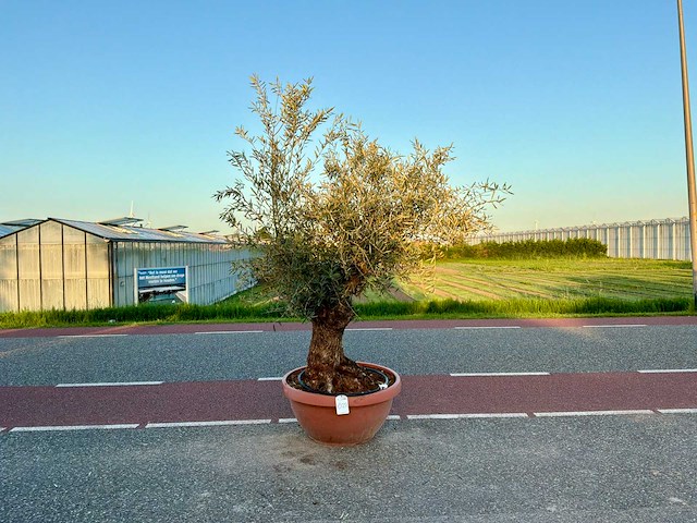 Olijfboom (olea europaea lessini) - afbeelding 1 van  1
