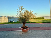 Olijfboom (olea europaea lessini) - afbeelding 1 van  1