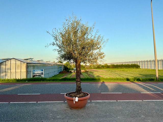 Olijfboom (olea europaea lessini) - afbeelding 1 van  1