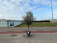 Olijfboom (olea europaea lessini) - afbeelding 1 van  1