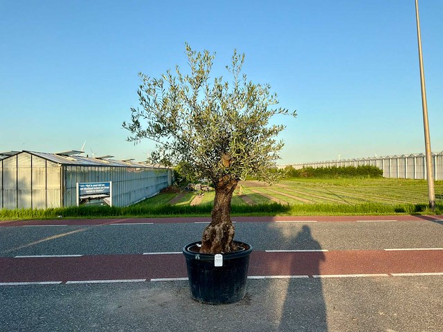 Olijfboom (olea europaea lessini) - afbeelding 1 van  1