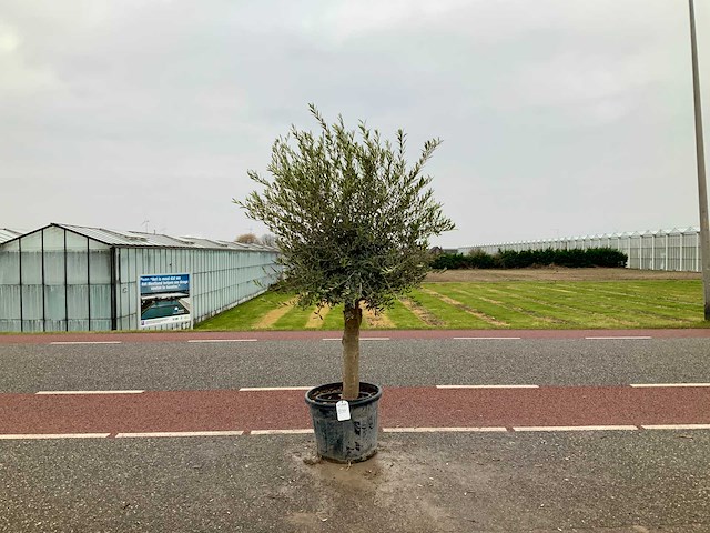 Olijfboom (olea europaea lessini) - afbeelding 1 van  1