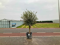 Olijfboom (olea europaea lessini) - afbeelding 1 van  1