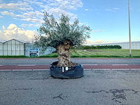 Olijfboom (olea europaea lessini) - afbeelding 1 van  1