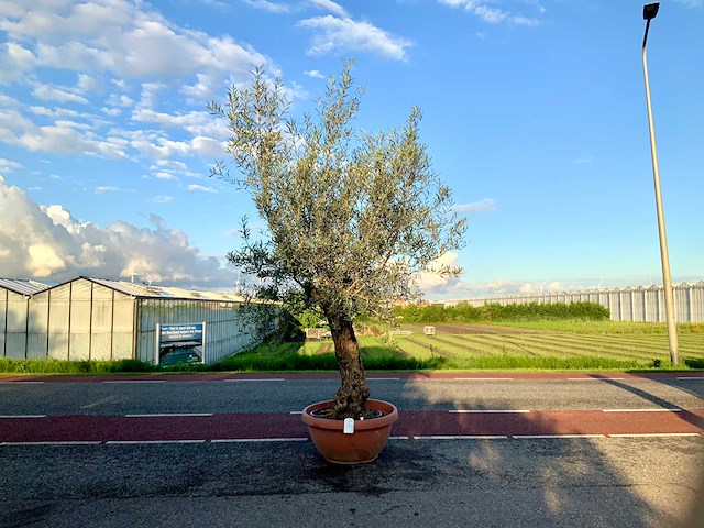 Olijfboom (olea europaea lessini) - afbeelding 1 van  1