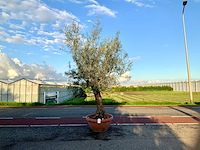 Olijfboom (olea europaea lessini) - afbeelding 1 van  1