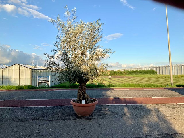 Olijfboom (olea europaea lessini) - afbeelding 1 van  1