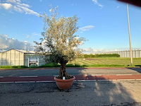Olijfboom (olea europaea lessini) - afbeelding 1 van  1
