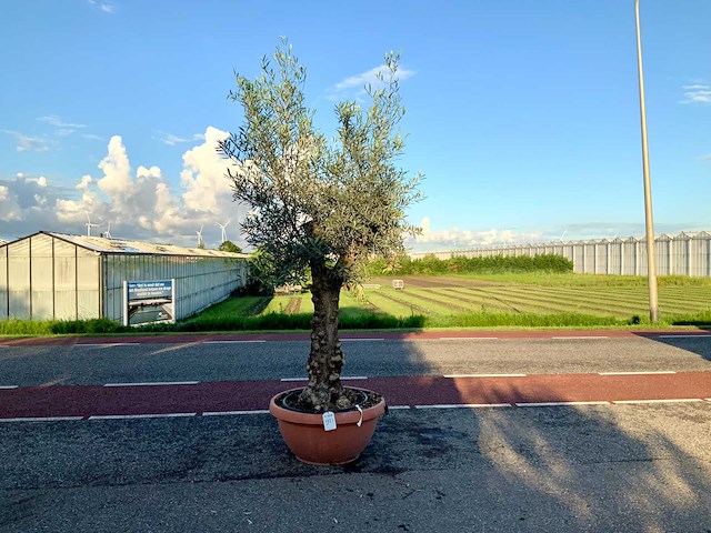 Olijfboom (olea europaea lessini) - afbeelding 1 van  1