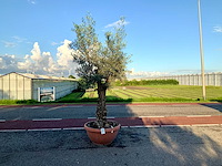 Olijfboom (olea europaea lessini) - afbeelding 1 van  1