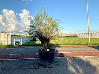 Olijfboom (olea europaea lessini) - afbeelding 1 van  1