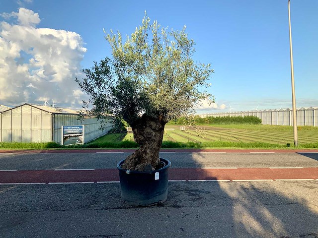 Olijfboom (olea europaea lessini) - afbeelding 1 van  1