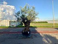 Olijfboom (olea europaea lessini) - afbeelding 1 van  1